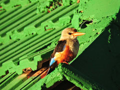 Halcyon leucocephala