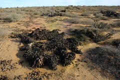 Aloe microstigma framesii