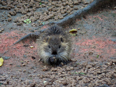 Myocastor coypus