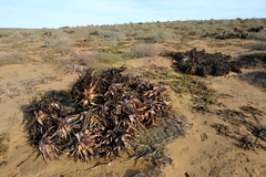 Aloe microstigma framesii