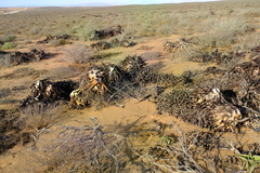 Aloe microstigma framesii