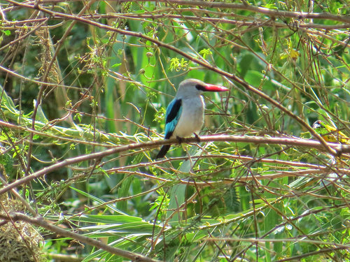 Woodland Kingfisher