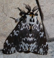 Lymantria atemeles