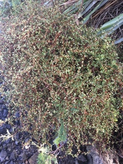 Muehlenbeckia complexa complexa