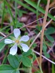 Potentilla montana