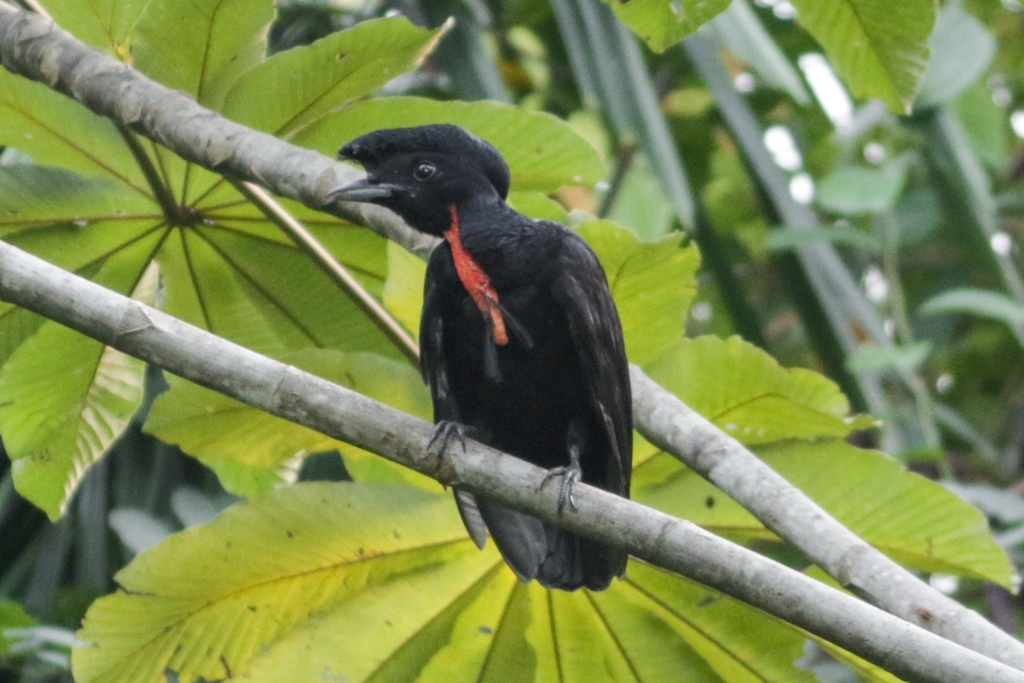 Bare-necked Umbrellabird photo
