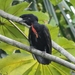 Bare-necked Umbrellabird - Photo (c) David Garrigues, some rights reserved (CC BY-NC), uploaded by David Garrigues