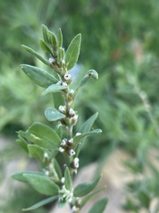 Polygonum buxiforme
