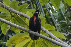 Cephalopterus glabricollis