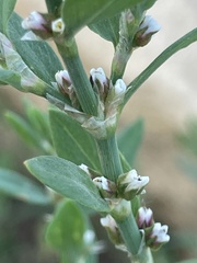 Polygonum buxiforme