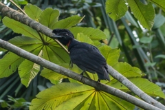 Cephalopterus glabricollis