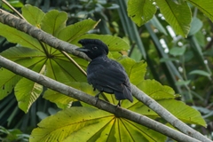 Cephalopterus glabricollis