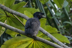 Cephalopterus glabricollis