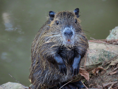 Myocastor coypus