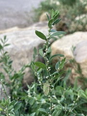 Polygonum buxiforme