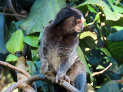 Callithrix penicillata