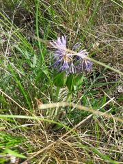 Carthamus mitissimus