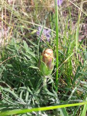 Carthamus mitissimus