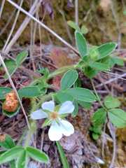 Potentilla montana