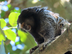 Callithrix penicillata