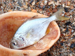 Trachinotus