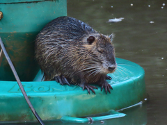 Myocastor coypus