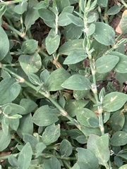 Polygonum buxiforme