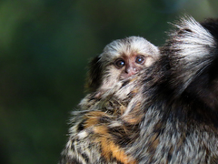 Callithrix jacchus × penicillata