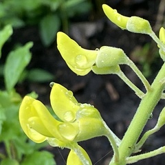 Sophoreae