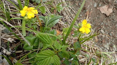 Potentilla stolonifera
