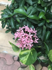 Ixora