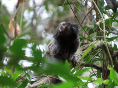 Callithrix jacchus × penicillata