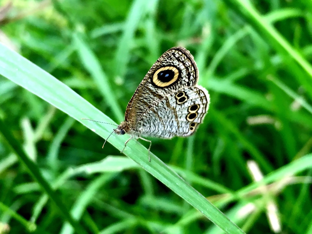 Philippine Five-Ring