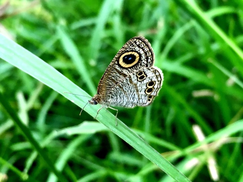Philippine Five-Ring