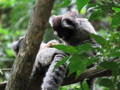 Callithrix jacchus × penicillata