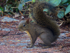 Sciurus aestuans