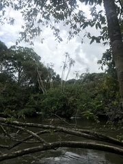 Mauritiella