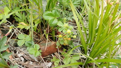 Potentilla stolonifera