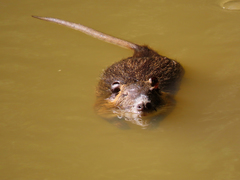 Myocastor coypus