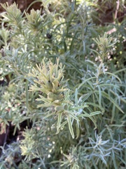 Castilleja grisea