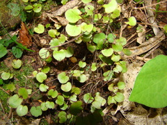 Fuchsia perscandens