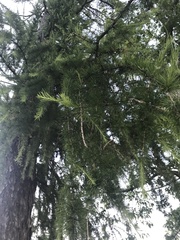 Larix sibirica