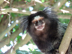 Callithrix jacchus × penicillata