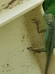 Anolis roquet