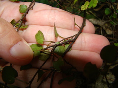 Fuchsia perscandens