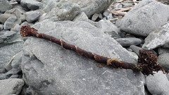 Thalassiophyllum clathrus