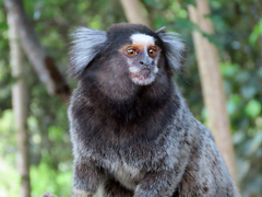 Callithrix jacchus × penicillata