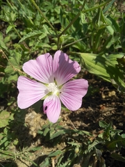 Malva punctata