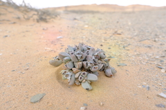 Dracophilus dealbatus