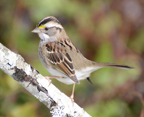 Foto de White-throated Sparrow